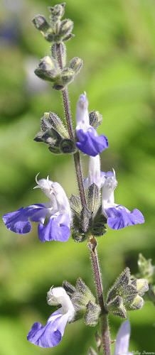 Grape Sage flowers