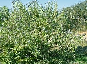 A mature Grape Scented Sage in bloom