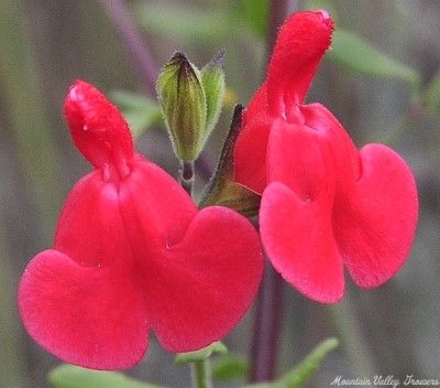 Baby Sage Flower