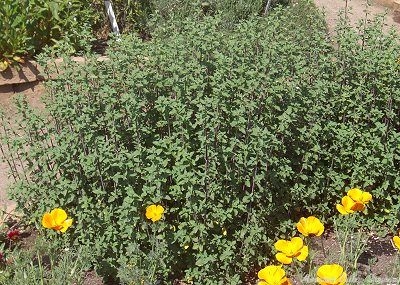 Baby Sage Flower