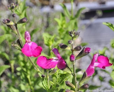Salvia microphylla cv. Dennis Pink Salvia image