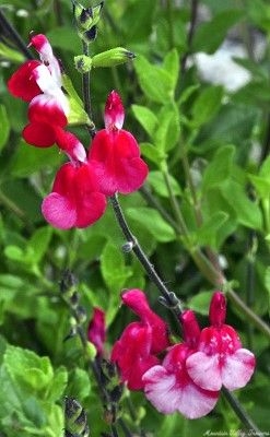 The multi-color flowers of Hot Lips Salvia