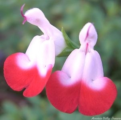Hot Lips Salvia is included in the Wildlife Herb Garden