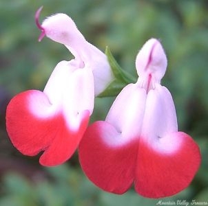Beautiful Bicolor Flowers of Hot Lips Salvia