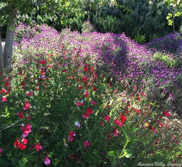 Hot Lips Salvia blooming with Spanish Lavender.