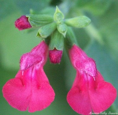 Wild Watermelon Salvia is included in the Kids Herb Garden