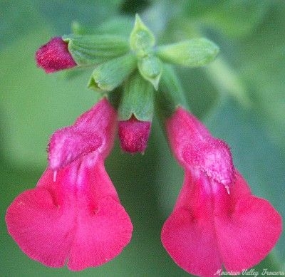 Wild Watermelon Salvia Flowers