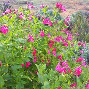 Tasty Wild Watermelon Flowers