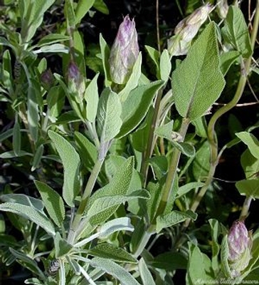 Salvia officinalis 'Garden' Garden Sage image