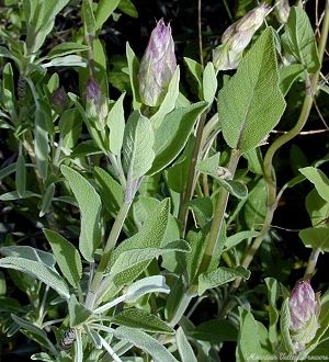 Garden Sage starting to bloom