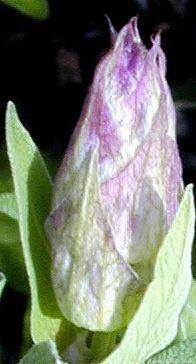 One Garden Sage Bud