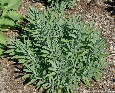 Salvia officinalis 'Dwarf' Dwarf Garden Sage image