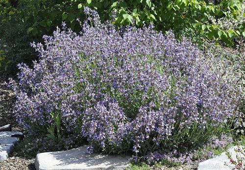 Dwarf Garden Sage in full bloom!