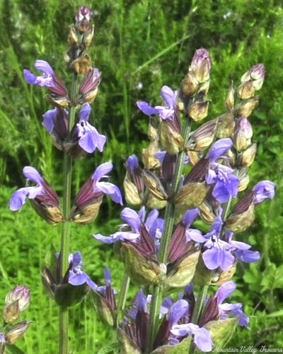 Garden Sage Flowers