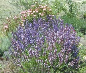 Garden Sage in Bloom