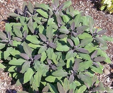 Purple Garden Sage