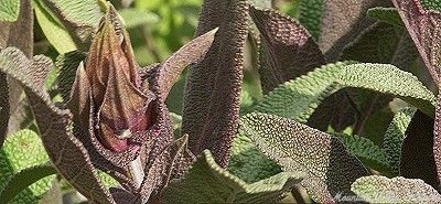 Purple Garden Sage flower