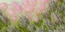 Tricolor Sage leaf up close