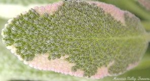 Tricolor Sage leaf