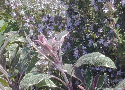 Salvia officinalis 'Tricolor' Tricolor Garden Sage image