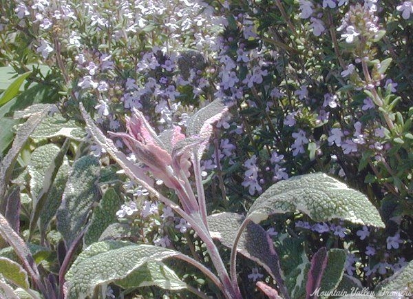 Tricolor Sage with rare bloom