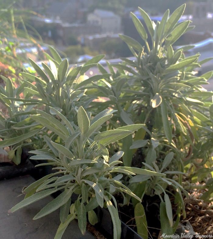 Window Box Garden Sage