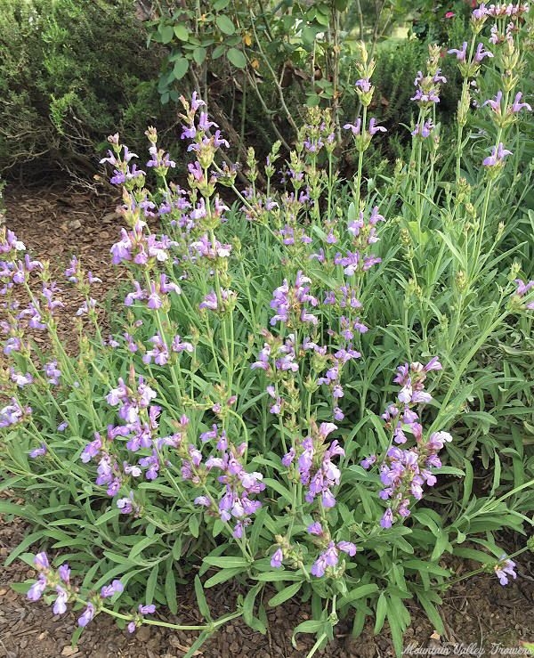 Window Box Sage flowering in early spring