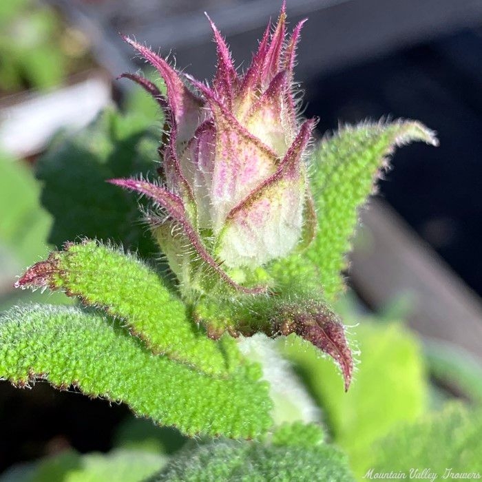 Clary Sage in bloom