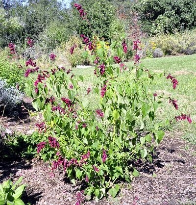 Salvia vanhoutii Brazilian Sage