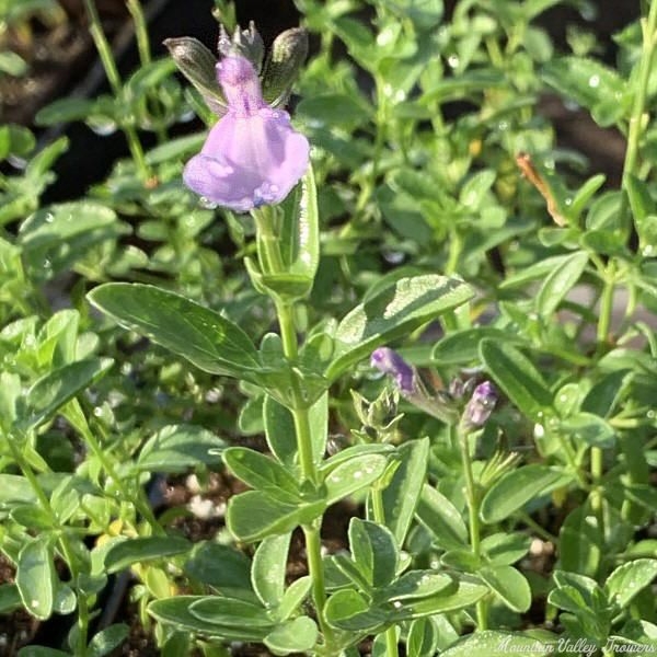 Image of Lavender and Autumn Sage