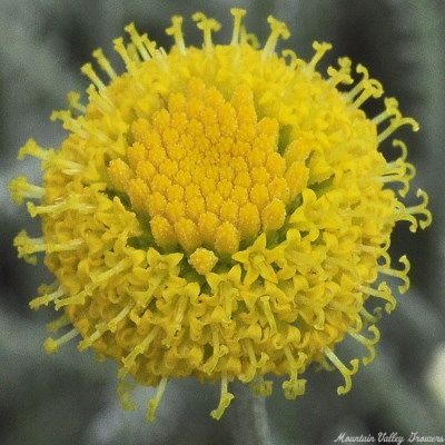 Gold Button Flower of Gray Santolina