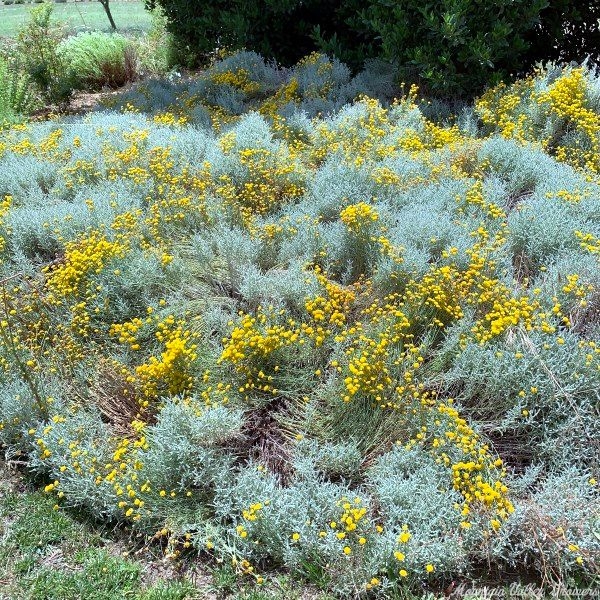 Organic Santolina chamaecyparissus Grey Santolina Plants from Mountain ...