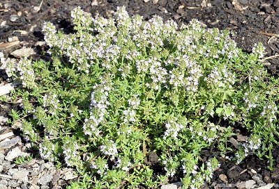 Creeping Winter Savory in bloom