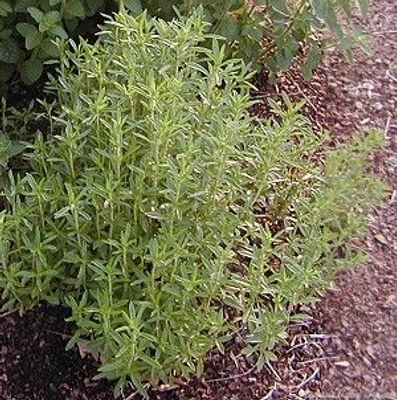 Winter Savory is included in the The Small Space Herb Garden
