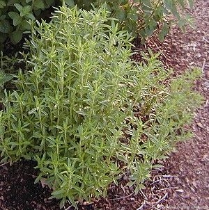 Sumptuous Winter Savory