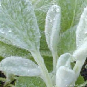 Close up of Lamb's Ear leaves