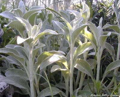 Lamb's Ear Elongating Just Before Bloom