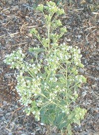 Stevia Flower Head