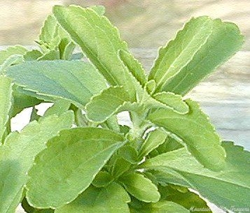 Stevia leaves full of sweet flavor
