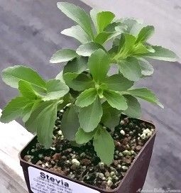 Stevia plant ready for shipping!