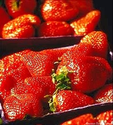Fragaria cv. Albion Strawberry image