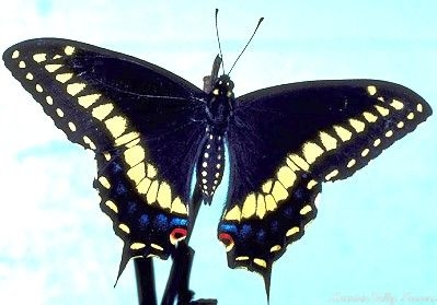 Eastern Black Swallowtail Butterfly