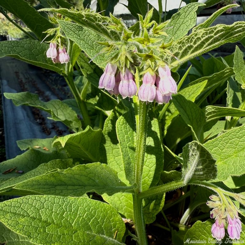 Purple Bells of Russian Comfrey