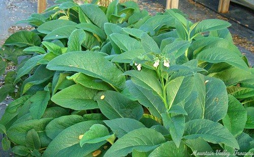 Row of Russian Comfrey