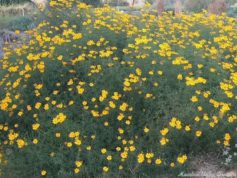 Tangerine scented Marigold naturalized in field