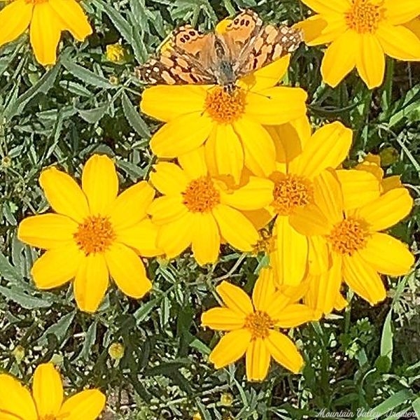 Tangerine scented Marigold with butterfly