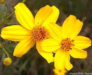 Close up of Tagetes lemmonii flowers