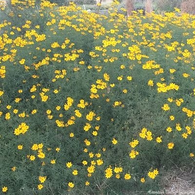 Tangerine Marigold in Full Bloom