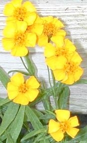 Spanish Tarragon Flowers