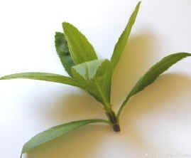 Spanish Tarragon Tip